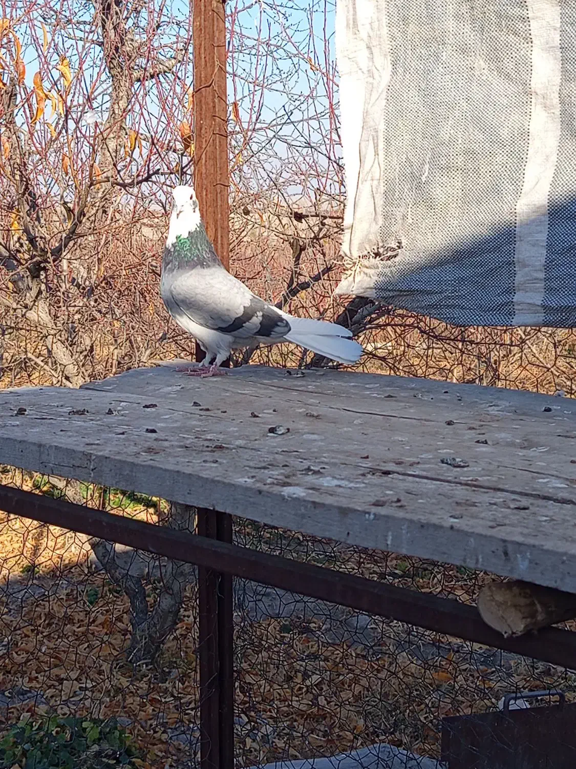 شازده نر|پرنده|مشگین شهر, |دیوار