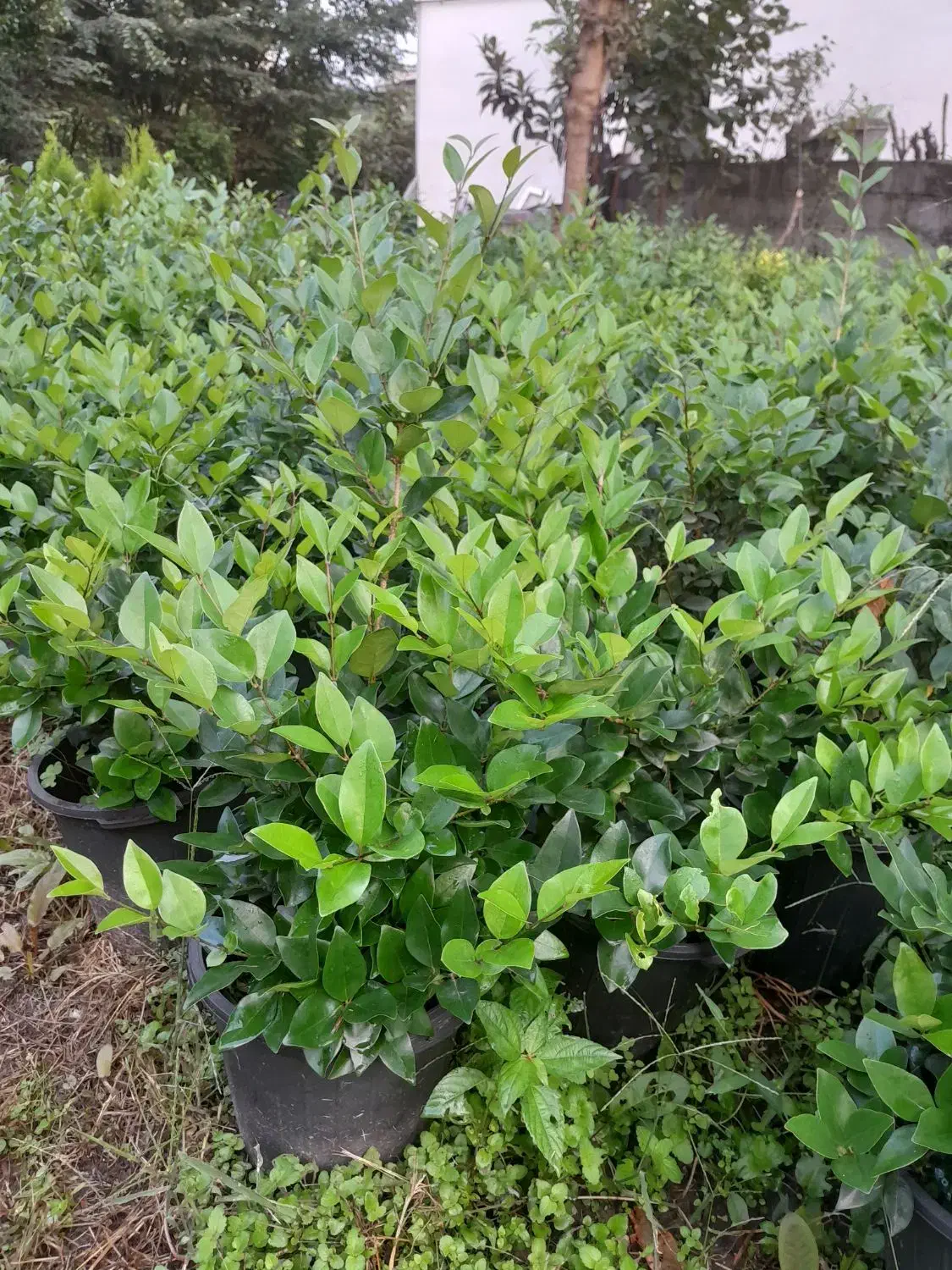 فروش یاس هلندی گلدان 10|گل و گیاه طبیعی|رحیم‌آباد, |دیوار