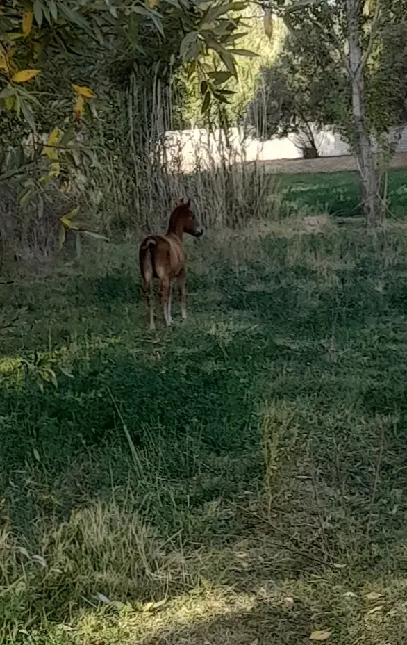 اسب|اسب و تجهیزات اسب‌سواری|چاراویماق, |دیوار