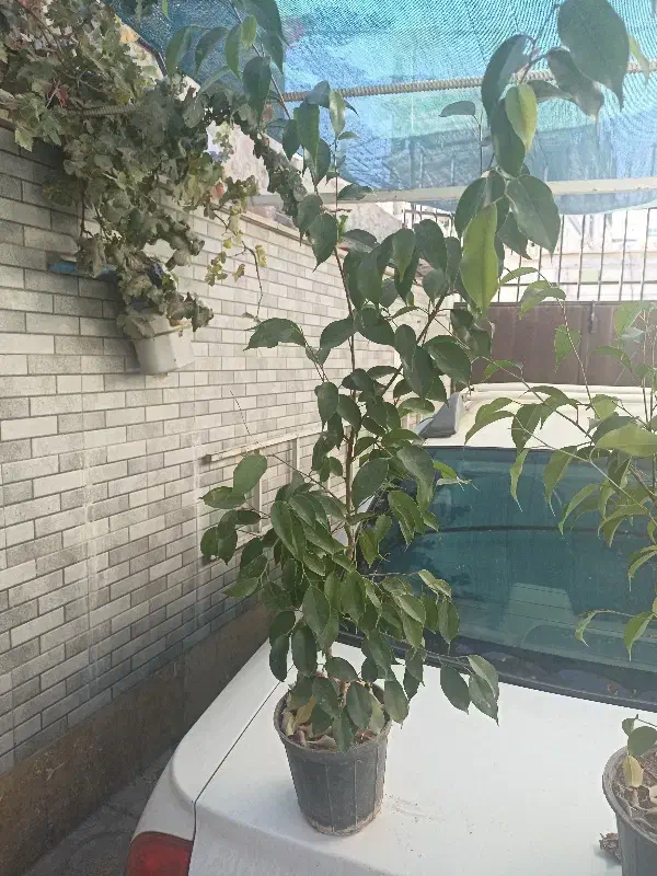 بنجامین سبز و لیمویی|گل و گیاه طبیعی|محمدشهر, شهرک چمران|دیوار