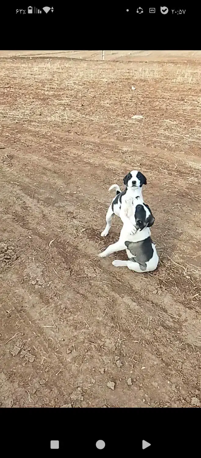 چهارتا توله سگ|سگ|خرم‌آباد, |دیوار