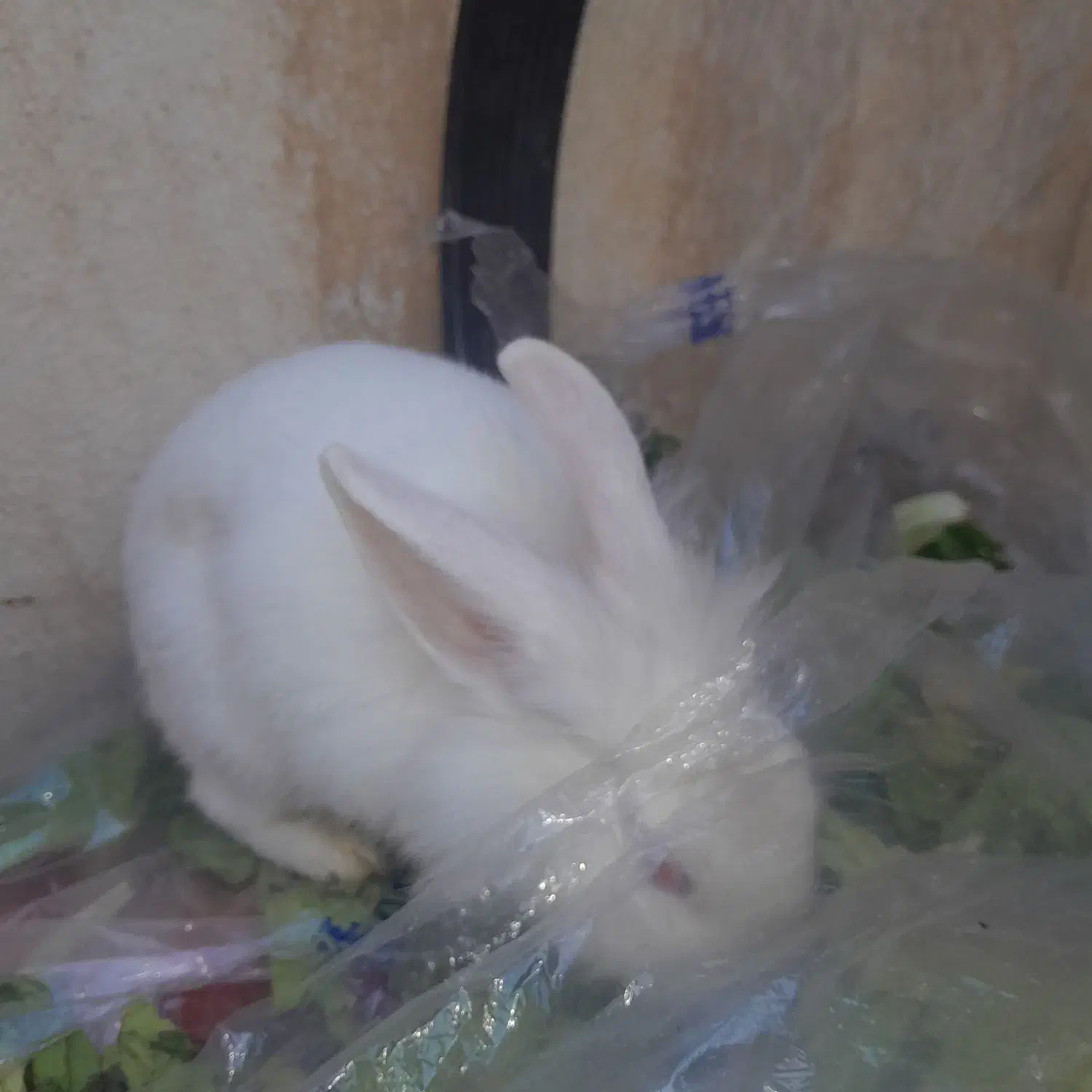 خرگوش|موش و خرگوش|کوهدشت, |دیوار