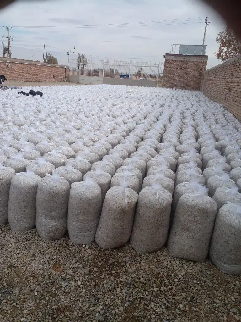 تفالهچغندرتر قندی|حیوانات مزرعه|سیرجان, |دیوار