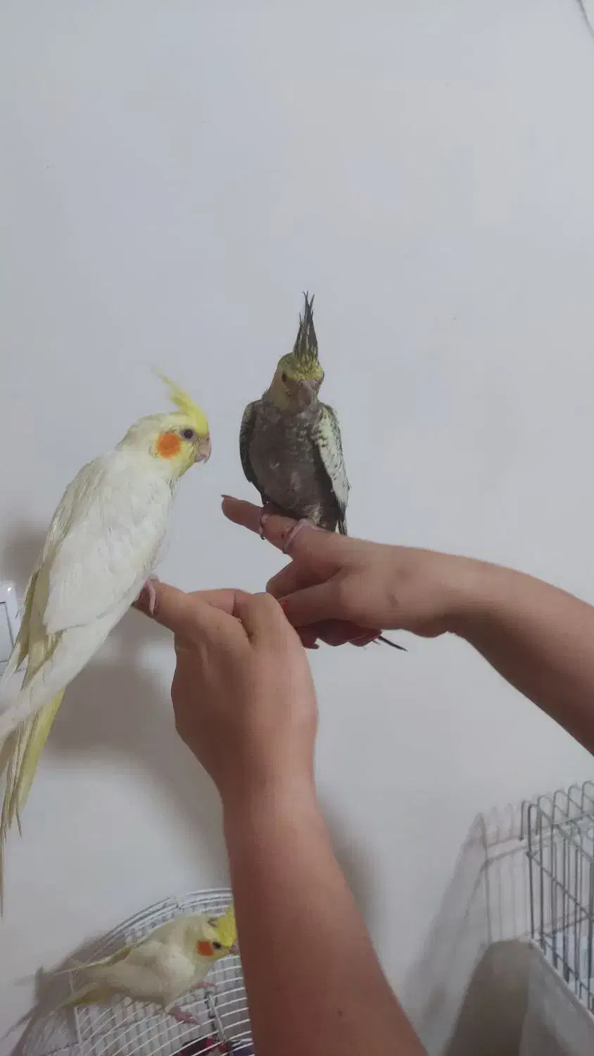 جوجه عروس هلندی ۲ماهه|پرنده|تهران, جوادیه تهرانپارس|دیوار