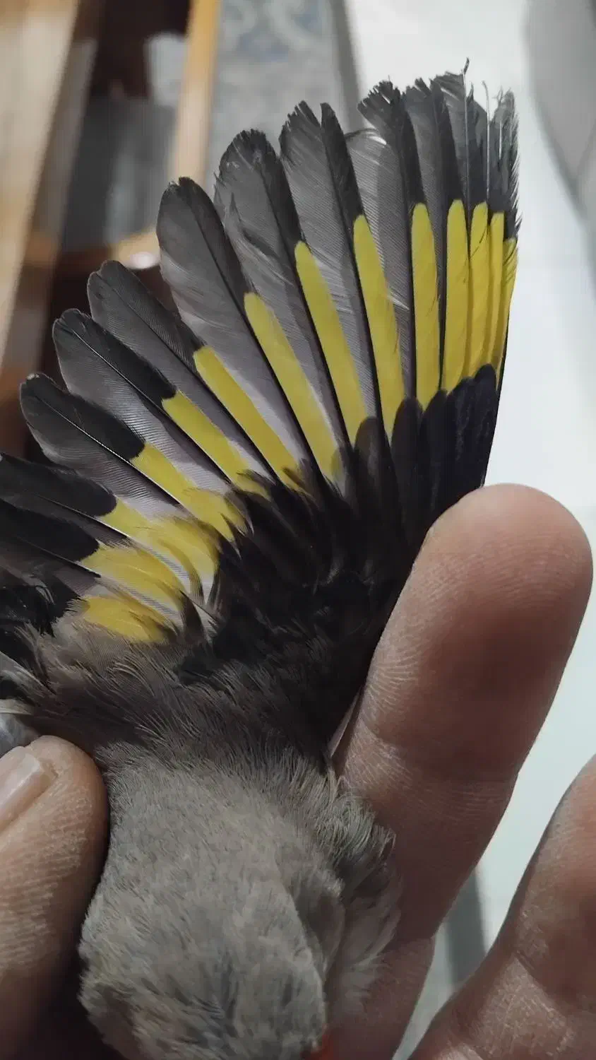 سهره نرکرمانی|پرنده|شاهینشهر, شهرک گلدیس|دیوار