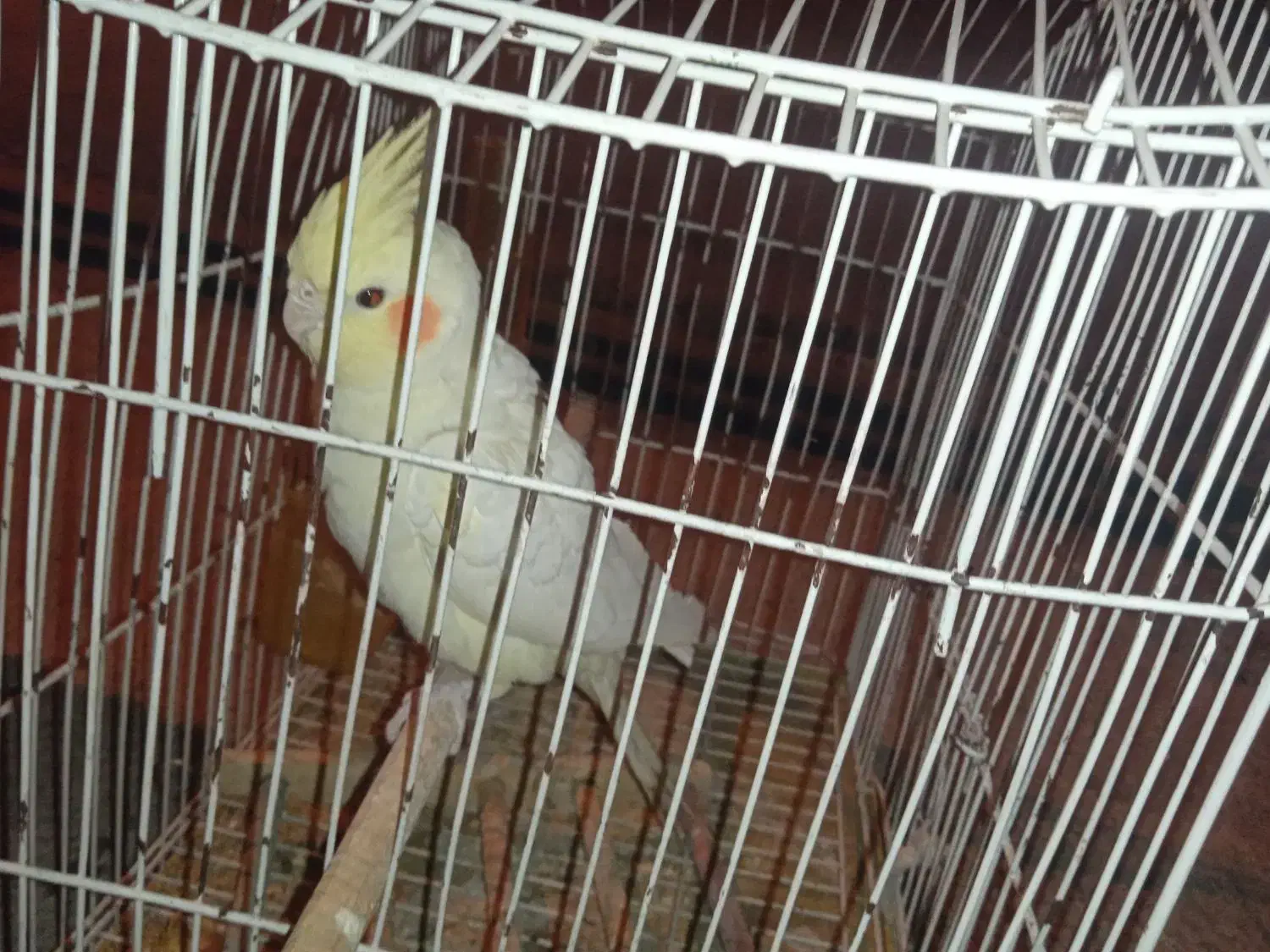 عروس هلندی|پرنده|لالی, |دیوار