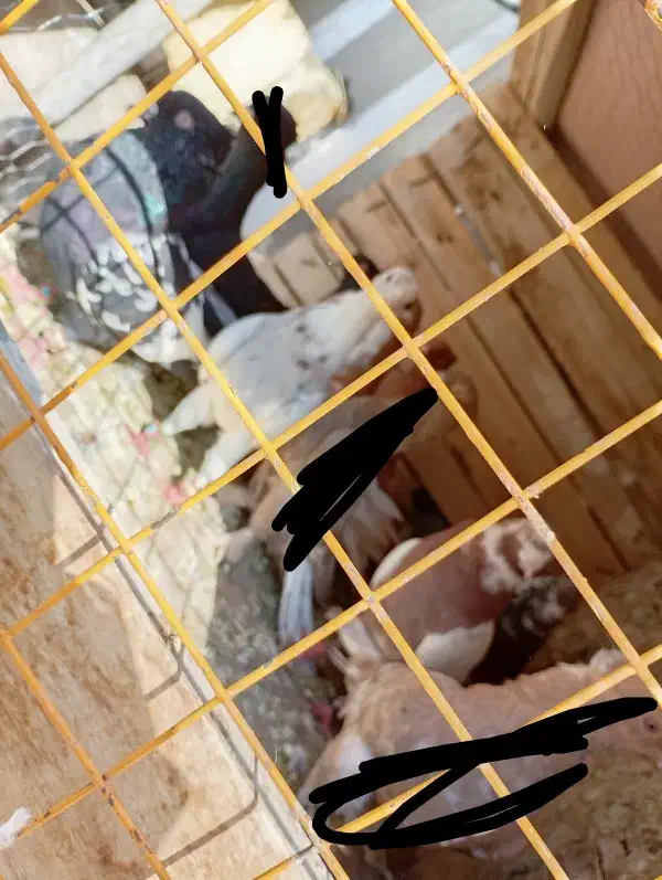 کبوتر|پرنده|مرودشت, ژیان|دیوار