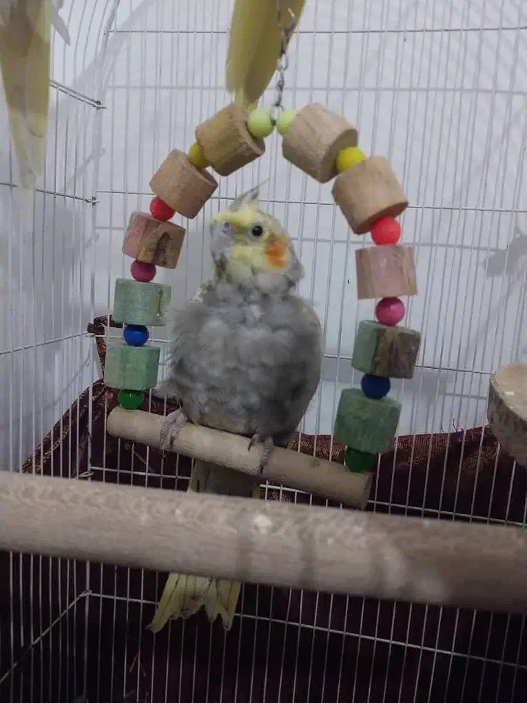 عروس نر و ماده|پرنده|لنگرود, |دیوار