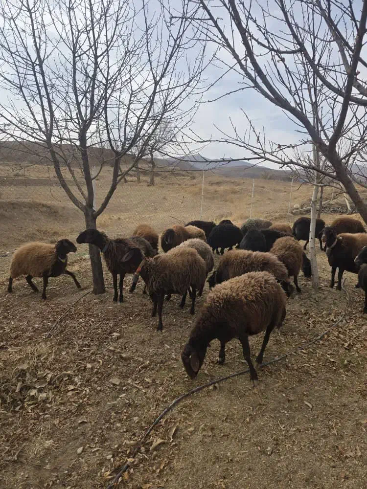 گوسفند افشار همو و هترو|حیوانات مزرعه|شیراز, وصال|دیوار