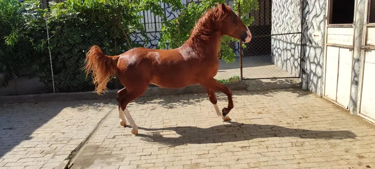 نریان سه سال و هشت ماهه|اسب و تجهیزات اسبسواری|تویسرکان, |دیوار