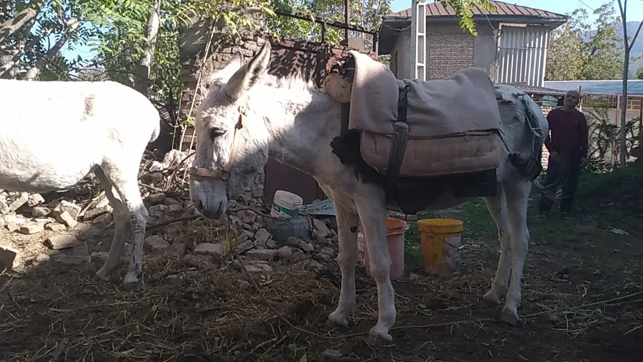 مادیان والاغ گوسفندی|اسب و تجهیزات اسبسواری|فاضل آباد, |دیوار