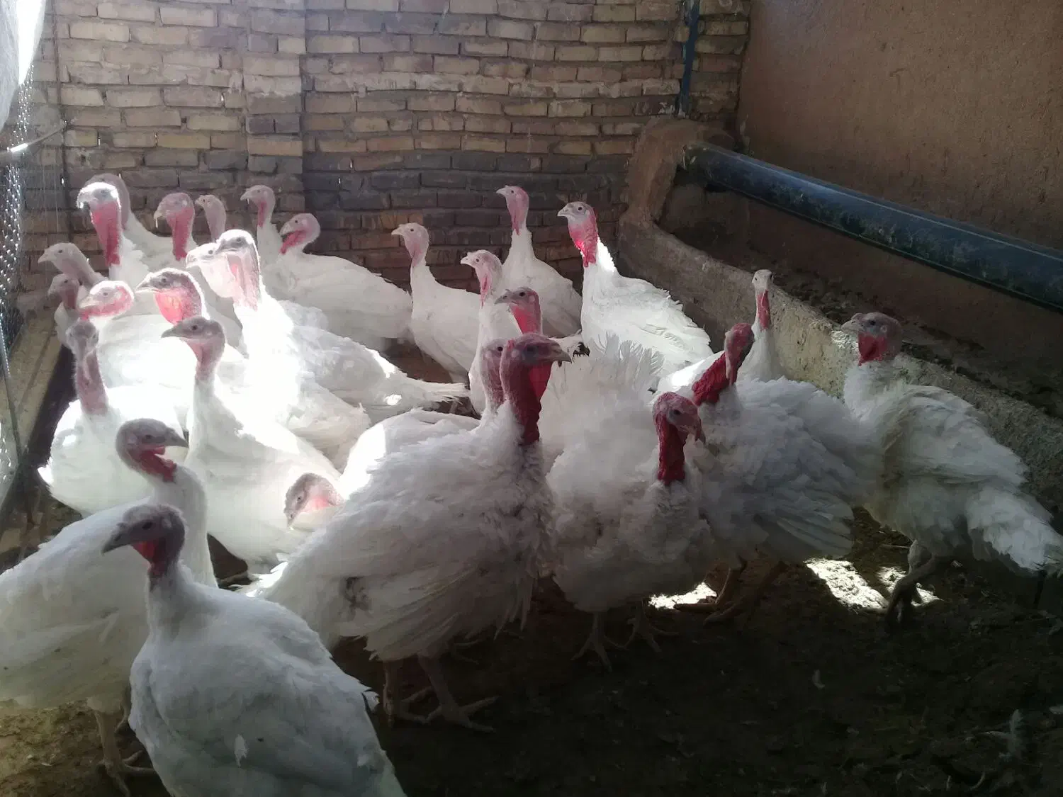 بوقلمون گوشتی|پرنده|تربت جام, پاسداران|دیوار