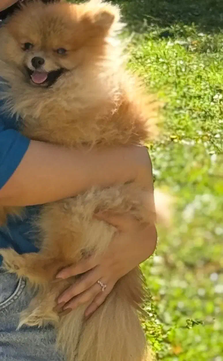 فروش پامر خرسی جذاب|سگ|اردبیل, |دیوار