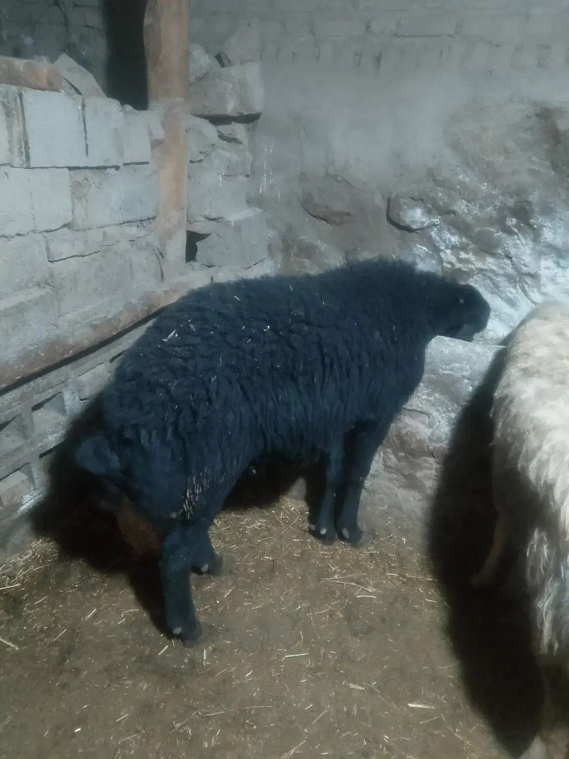 قوچ|حیوانات مزرعه|محمدبار, |دیوار