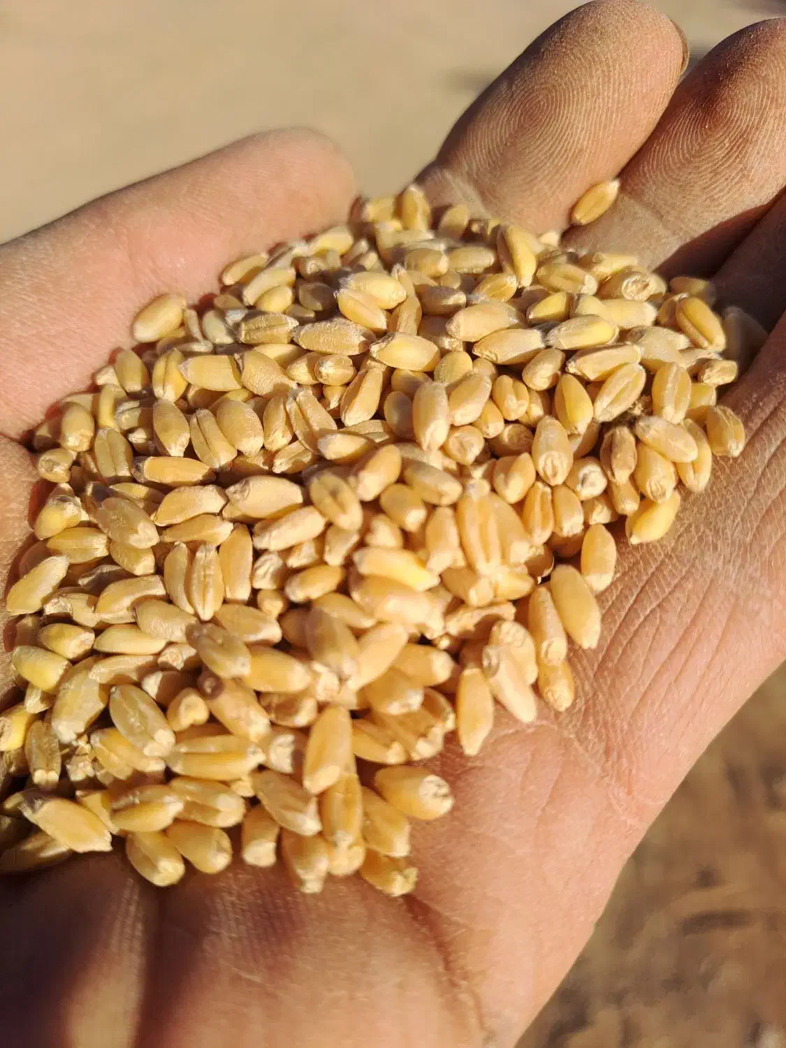 گندم آبی بذری|عمدهفروشی|زالیان, |دیوار