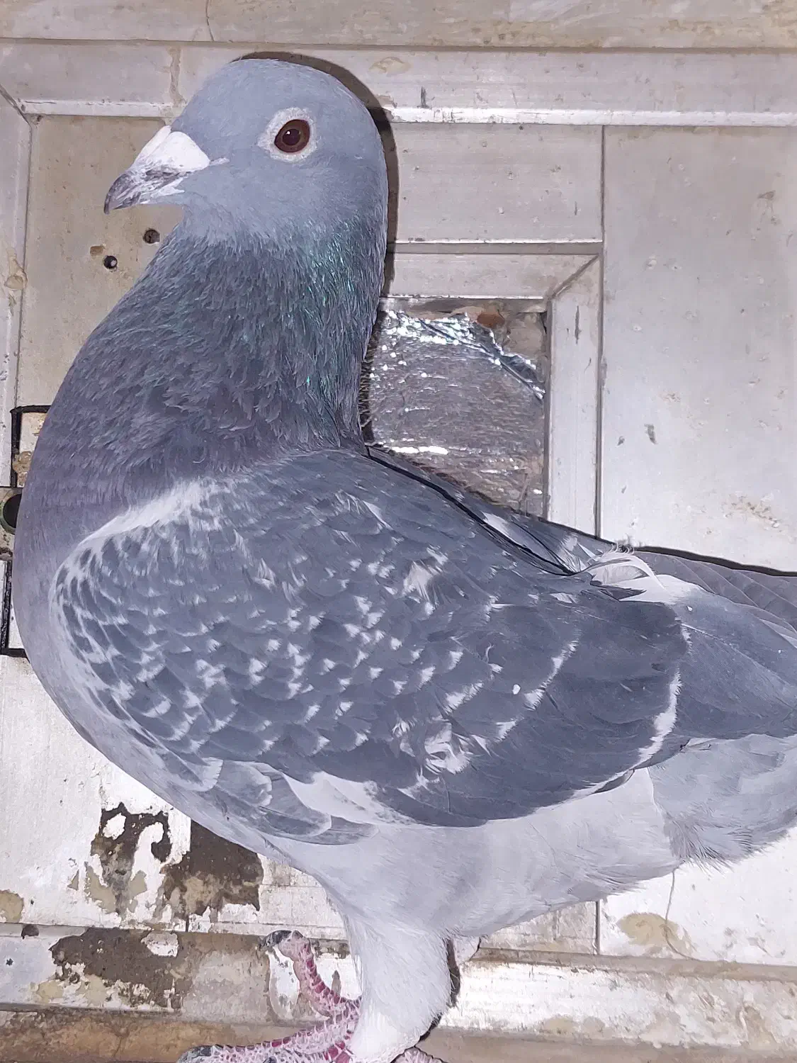 کبوتر اردن مسافتی|پرنده|محمدشهر, همایون ویلا|دیوار