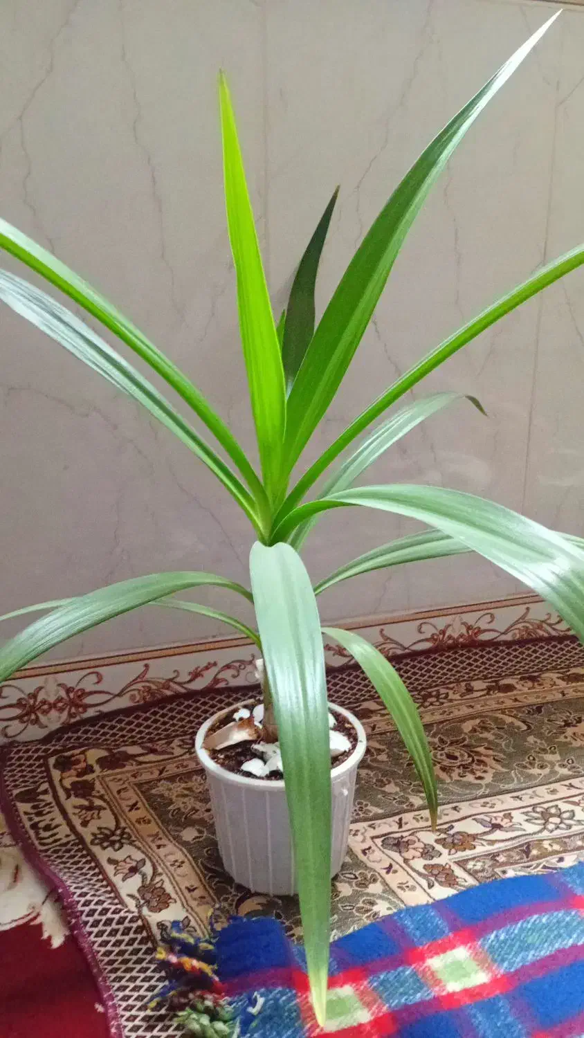 گل طبیعی|گل و گیاه طبیعی|بروجرد, |دیوار