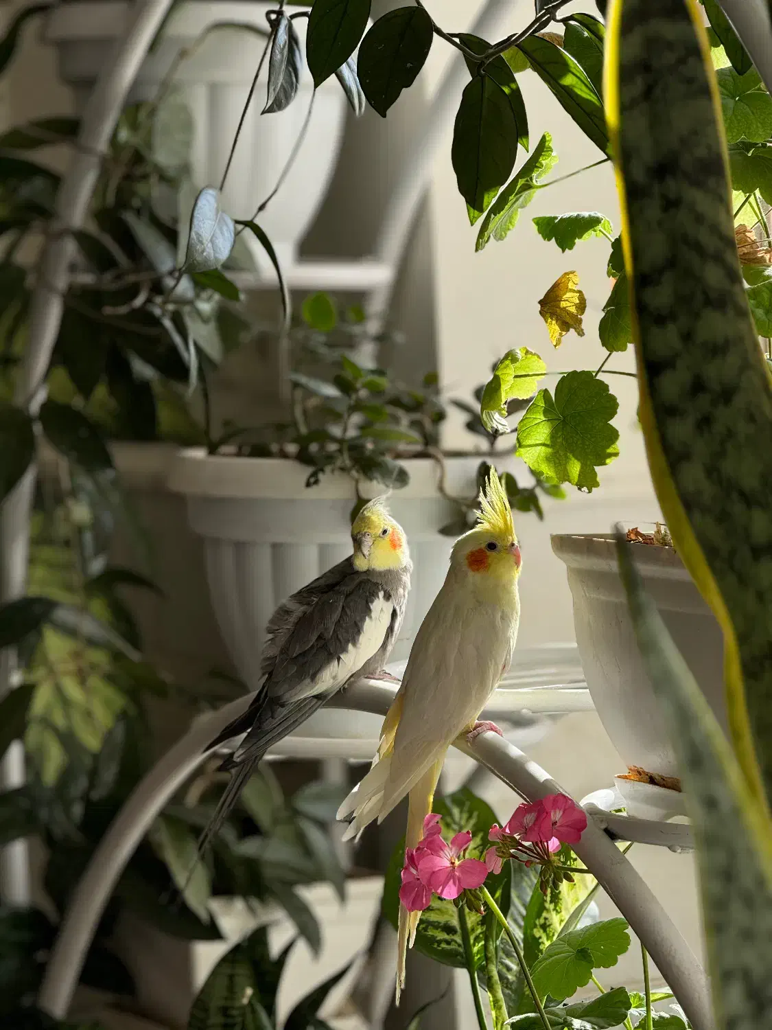 عروس هلندی|پرنده|بافت, |دیوار