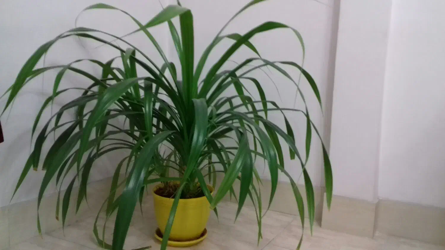 گل پاندانس|گل و گیاه طبیعی|الوند, |دیوار