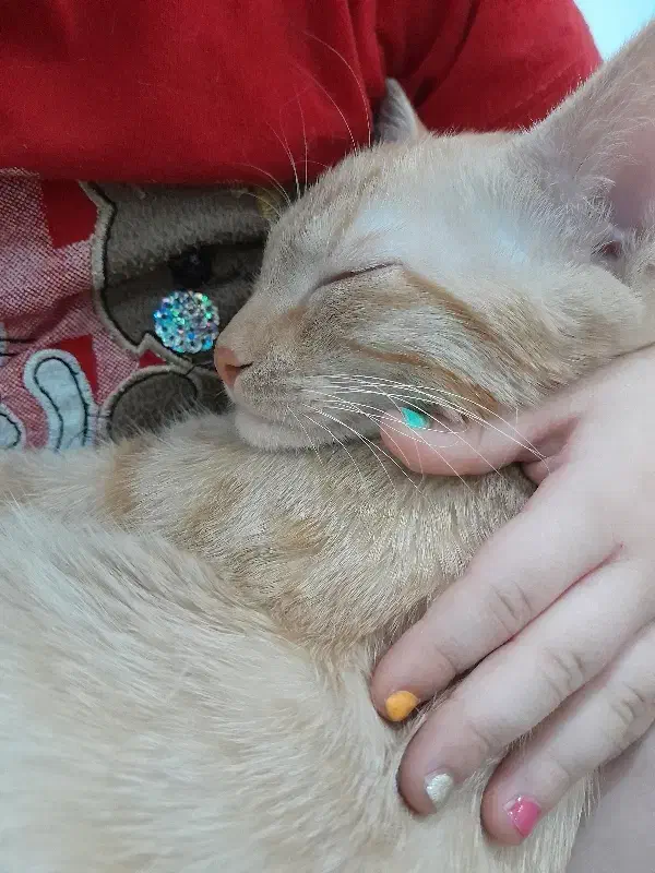 گربه خانگی|گربه|فردیس, شهرک شهید حسینی|دیوار