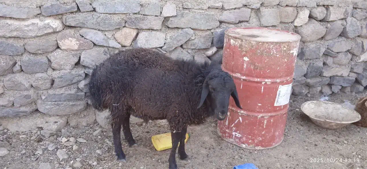 فروشی|حیوانات مزرعه|بیرجند, |دیوار