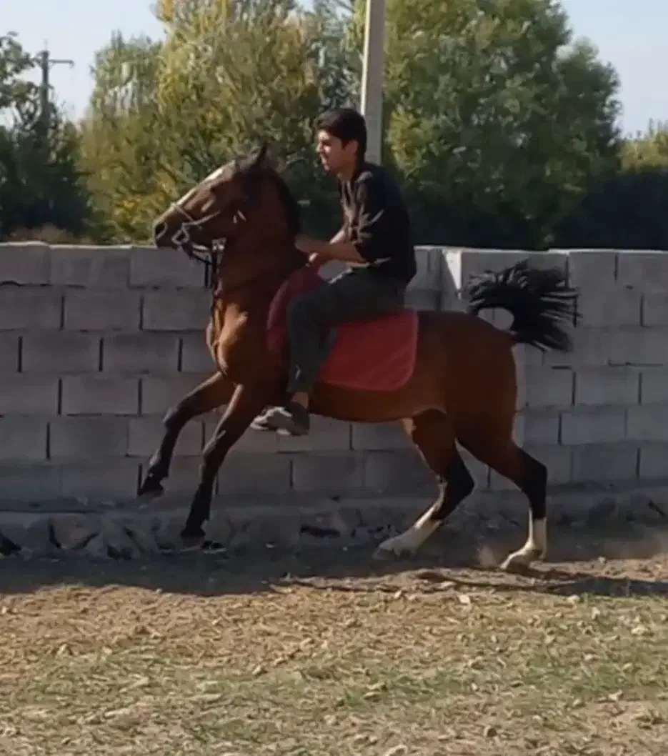 فروش نریان اصیل کرد ۳ ساله|اسب و تجهیزات اسب‌سواری|مشگین شهر, |دیوار