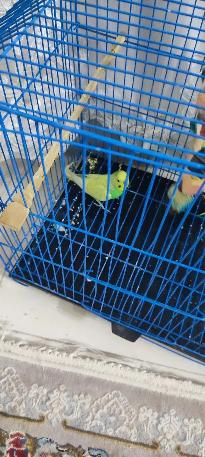 مرغ عشق نر|پرنده|شهریار, شهرک مصطفی خمینی|دیوار