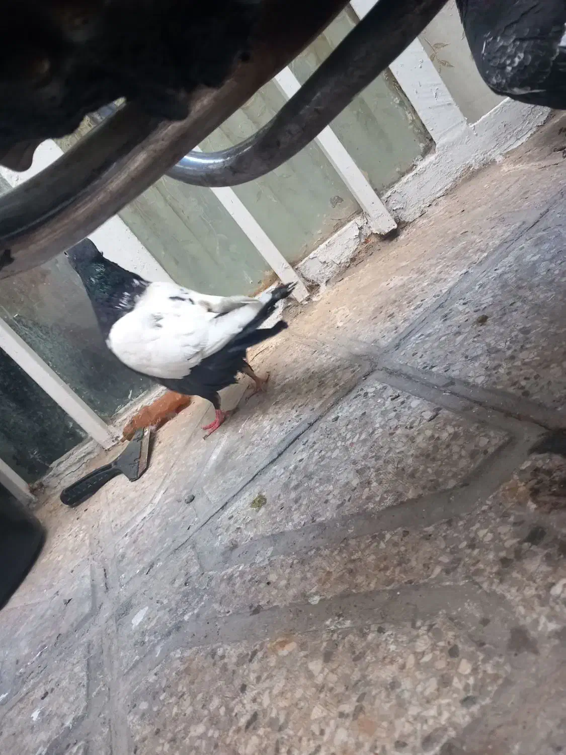 کفتر|پرنده|مشهد, کارگران|دیوار