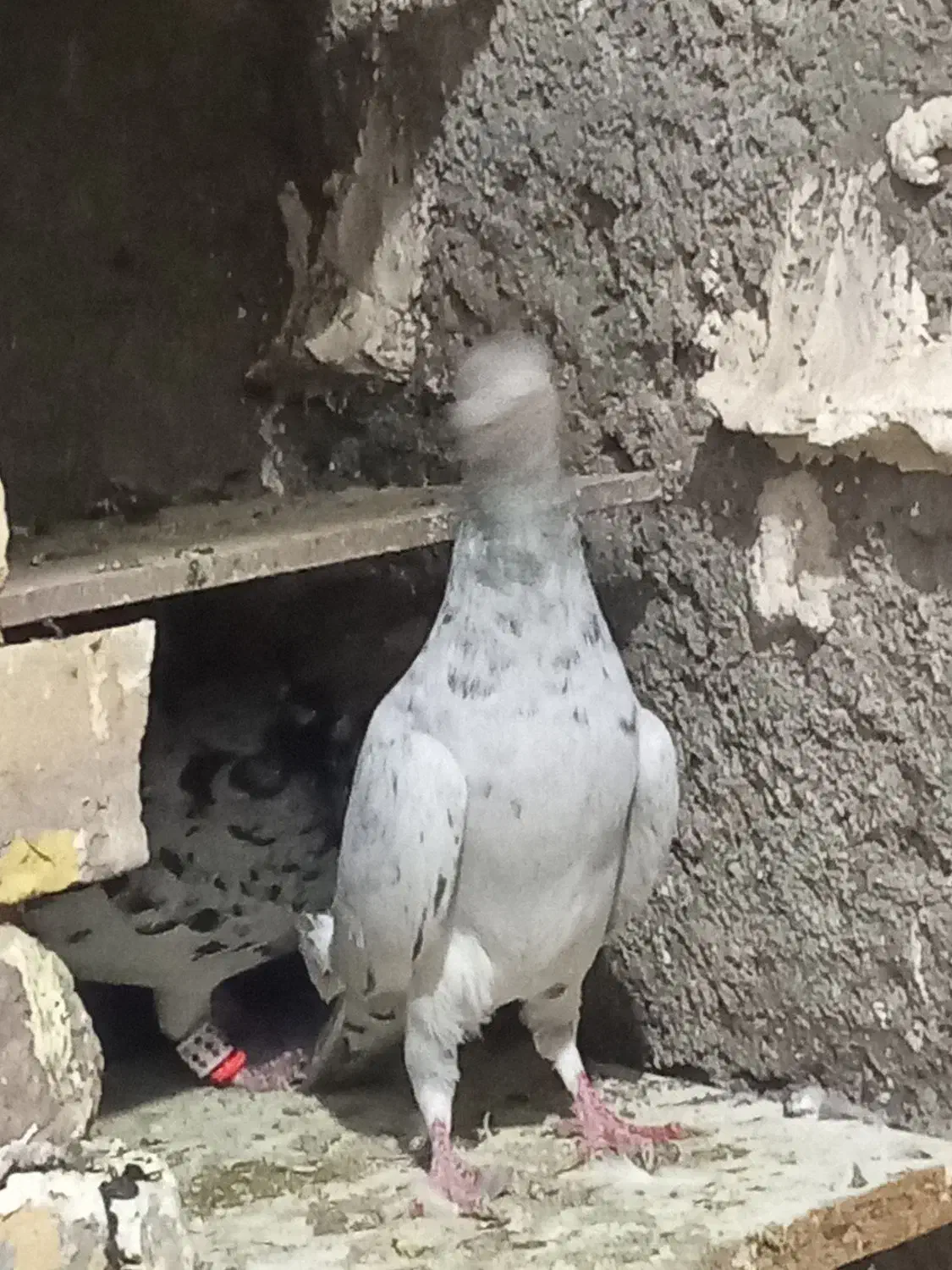 سلام دوستان یک نر ماده سار سیاه خوشگل|پرنده|تربت‌حیدریه, مورشک|دیوار