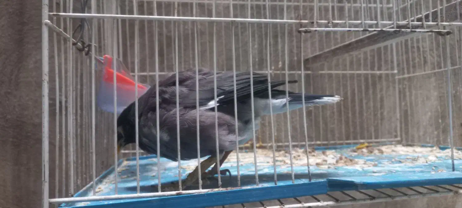 مینا قناری|پرنده|مشهد, شفا|دیوار