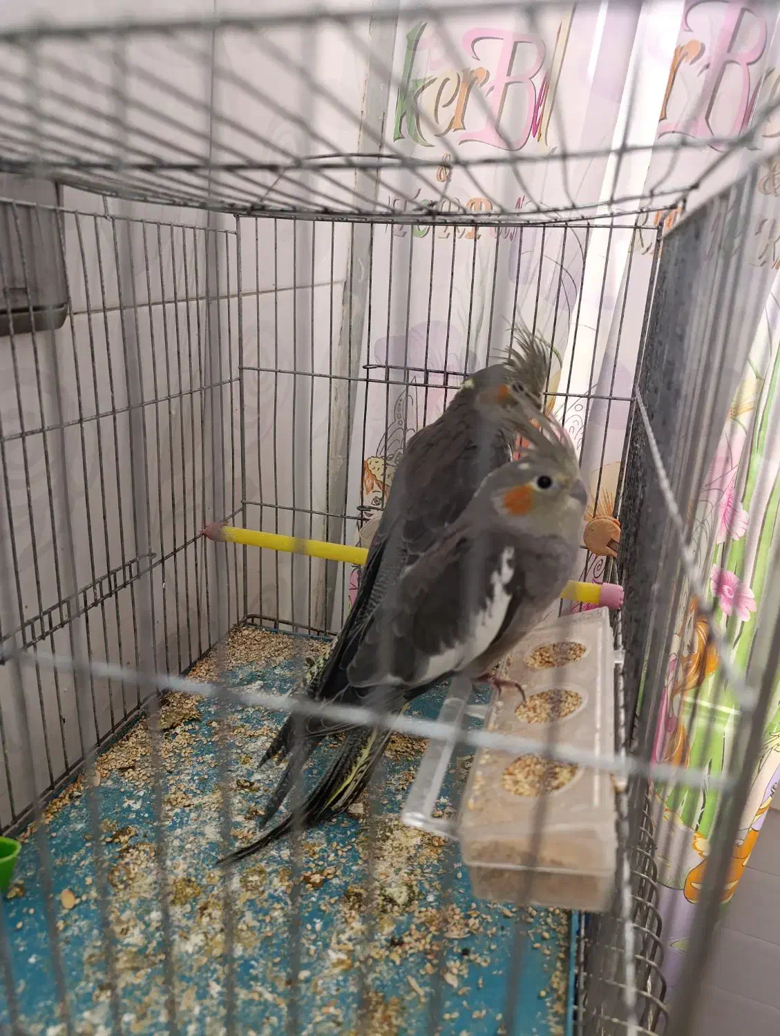 عروس هلندی|پرنده|میانه, |دیوار