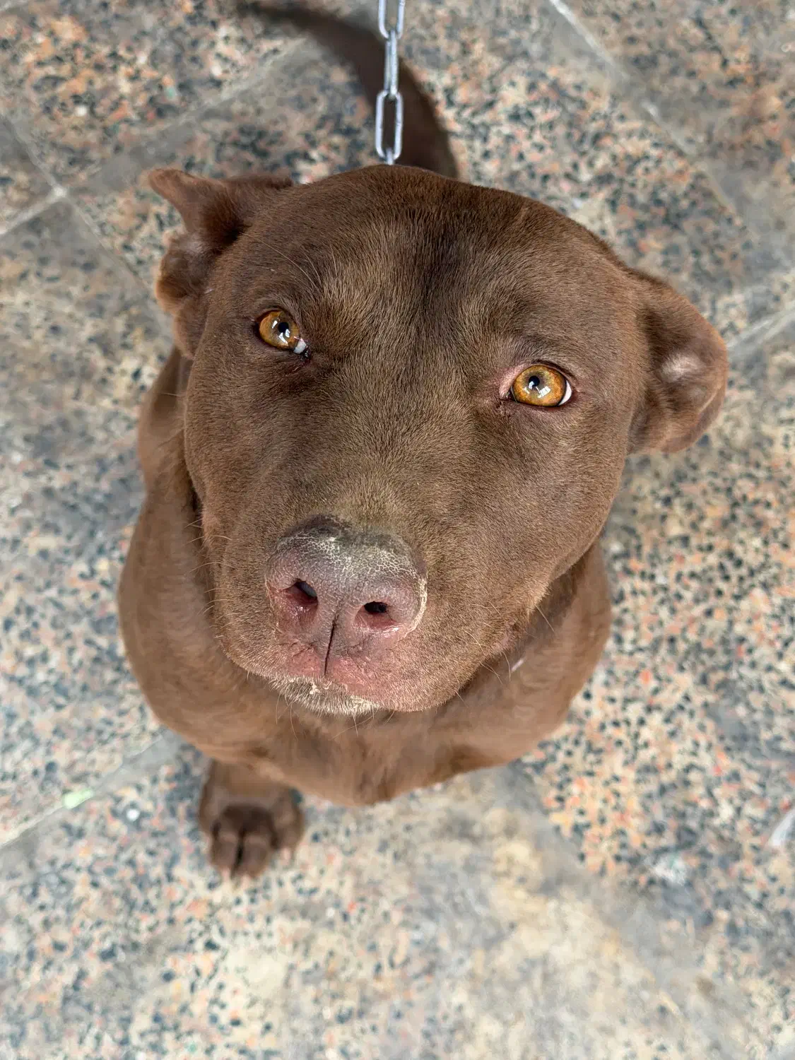 واگذاری سگ پیت بول|سگ|قدس, شهر‌قدس|دیوار