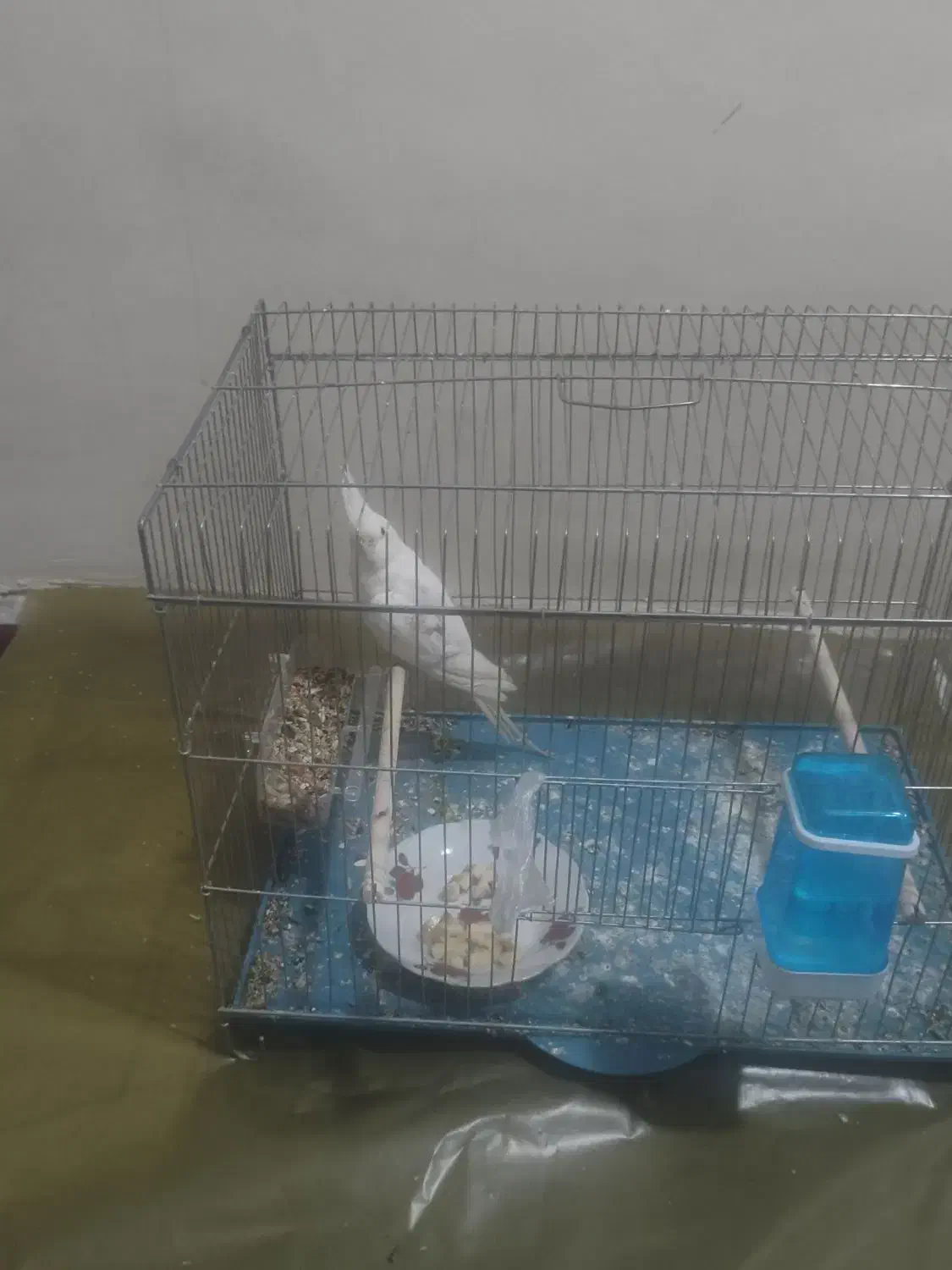 عروس هلندی|پرنده|بندر دیر, |دیوار