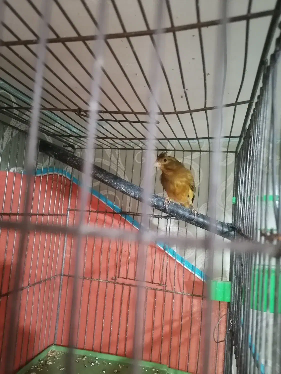 فروش یک جفت قناری|پرنده|کرمان, |دیوار