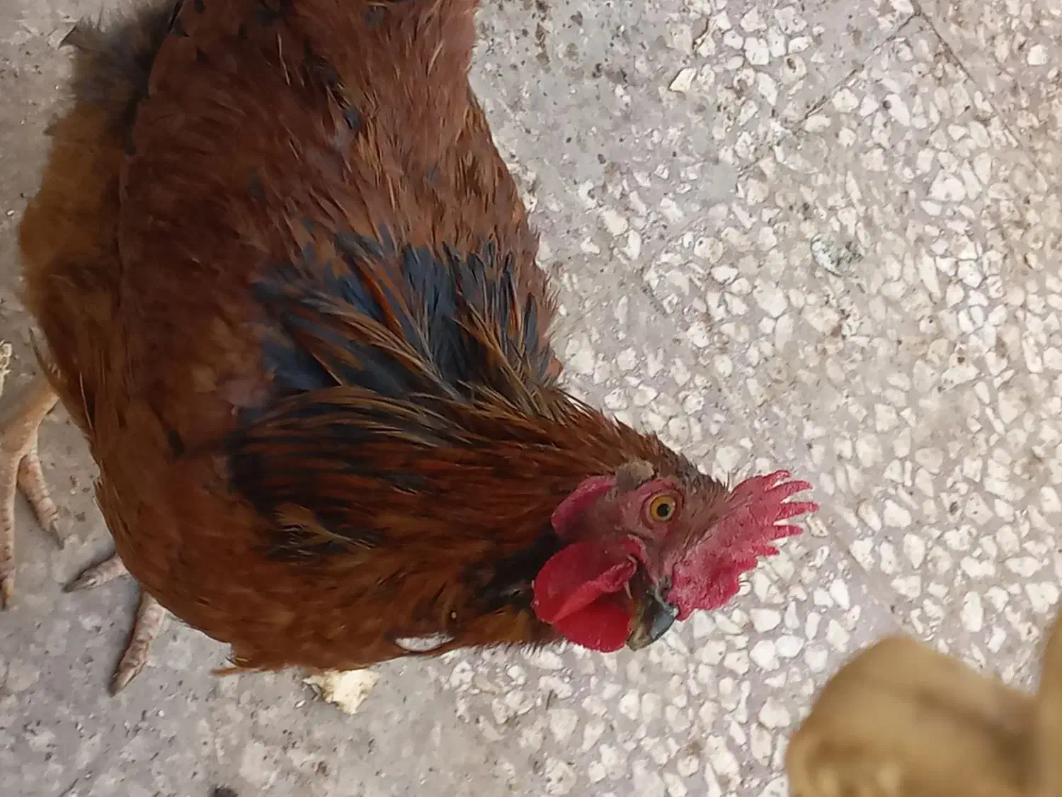 دو خروس|حیوانات مزرعه|قم, قلعه عموحسین|دیوار