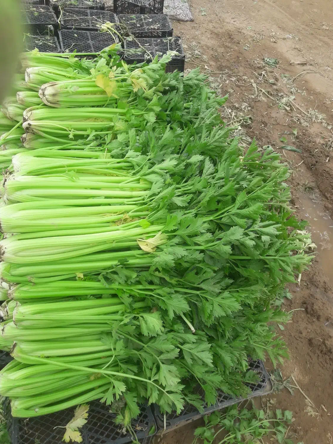 کرفس|عمدهفروشی|تاکستان, |دیوار