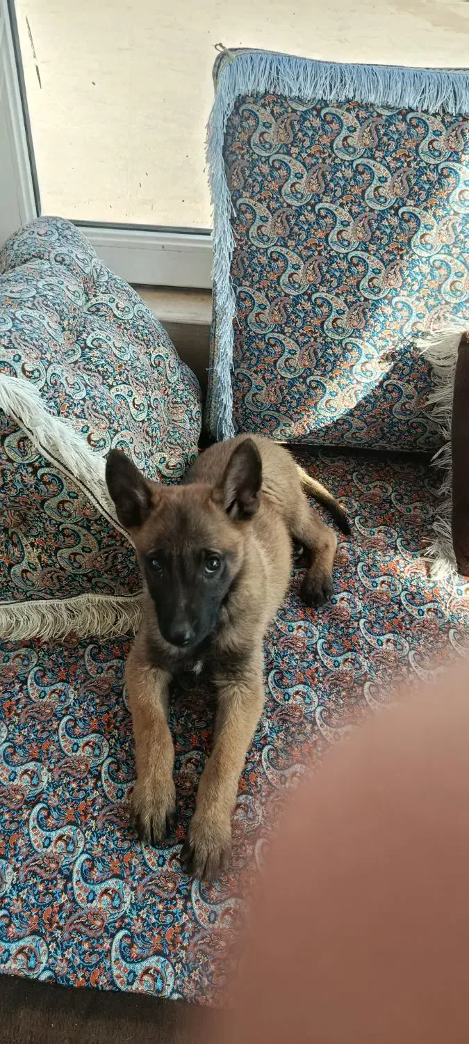 سگ.|سگ|آبعلی, |دیوار