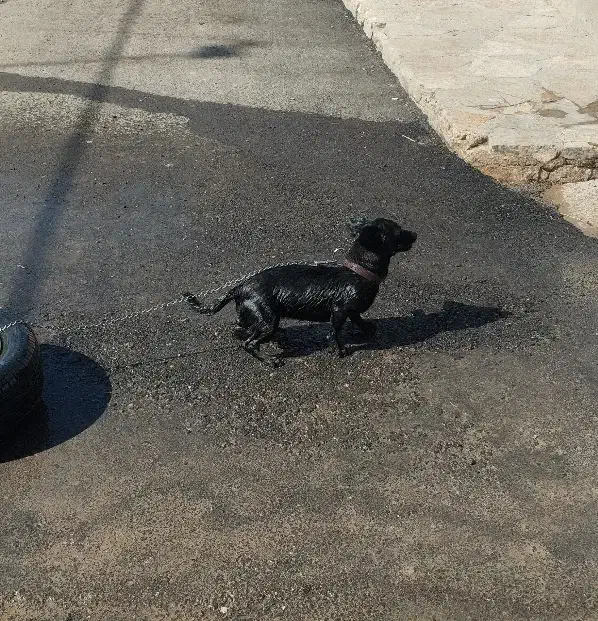 سگ پا کوتاه|سگ|حمیل, |دیوار