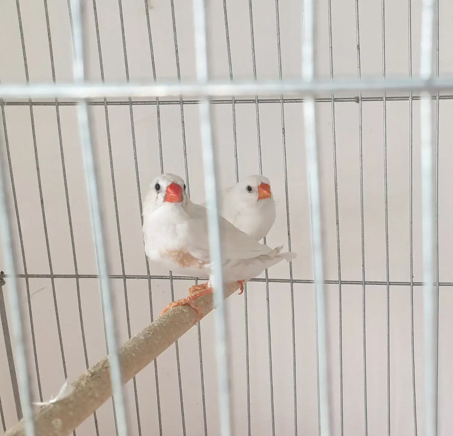 جفت فنچ و مرغ عشق|پرنده|زرقان, |دیوار