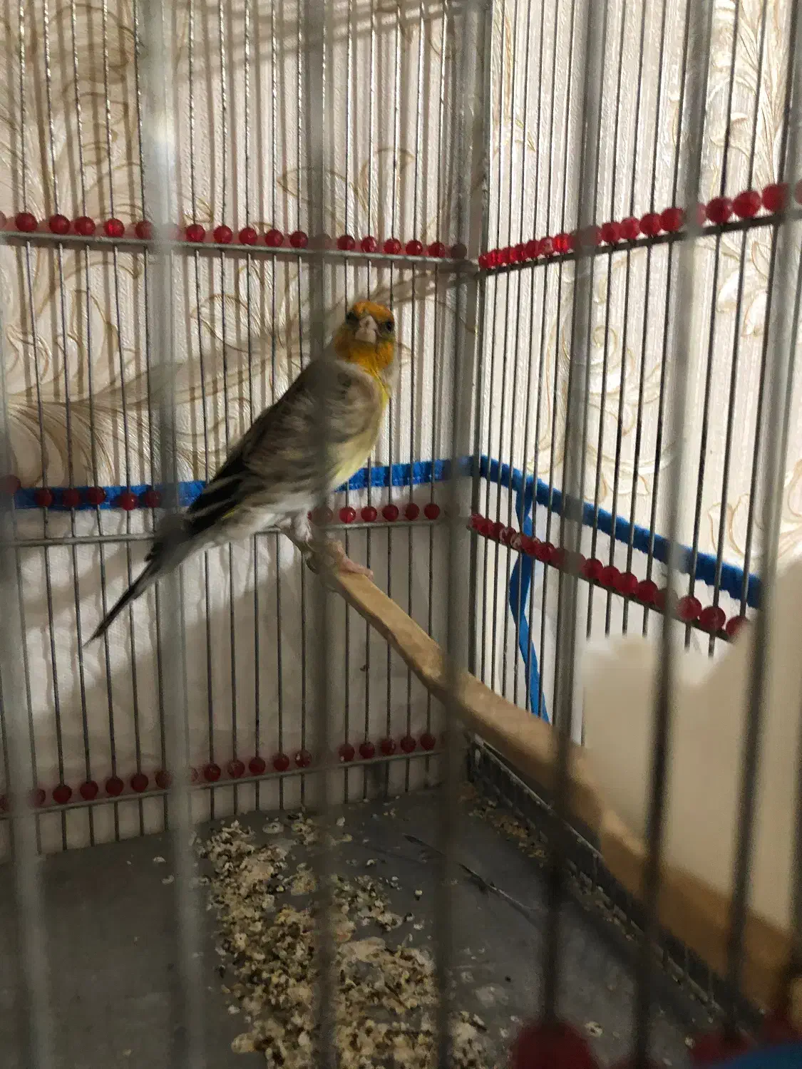 سهره قناری|پرنده|سرپل ذهاب, |دیوار