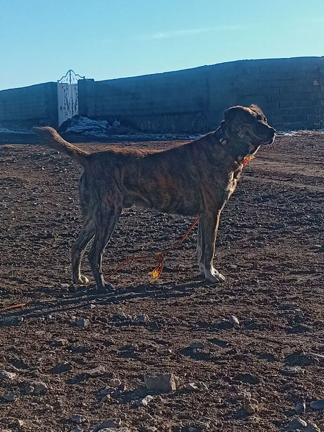 حیوان|سگ|چناران, |دیوار