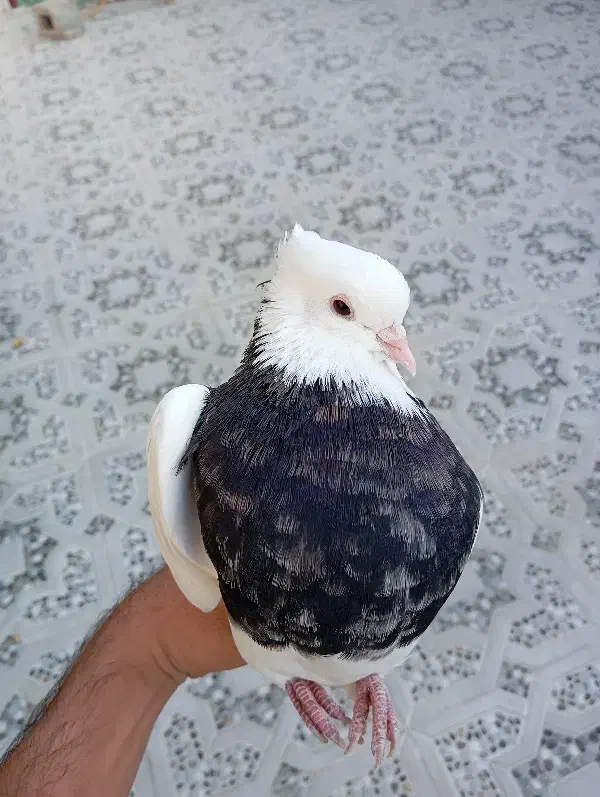 چند جفت طوقی|پرنده|لامرد, |دیوار