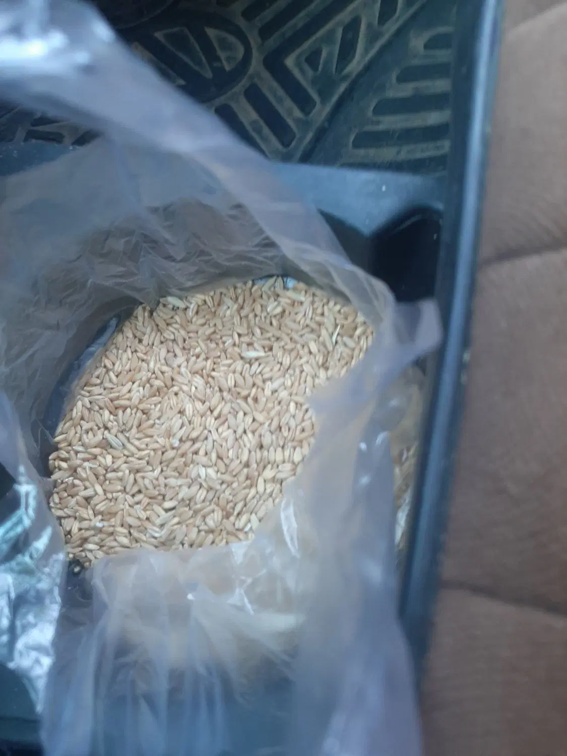 گندم|خوردنی و آشامیدنی|شیراز, گود عربان|دیوار