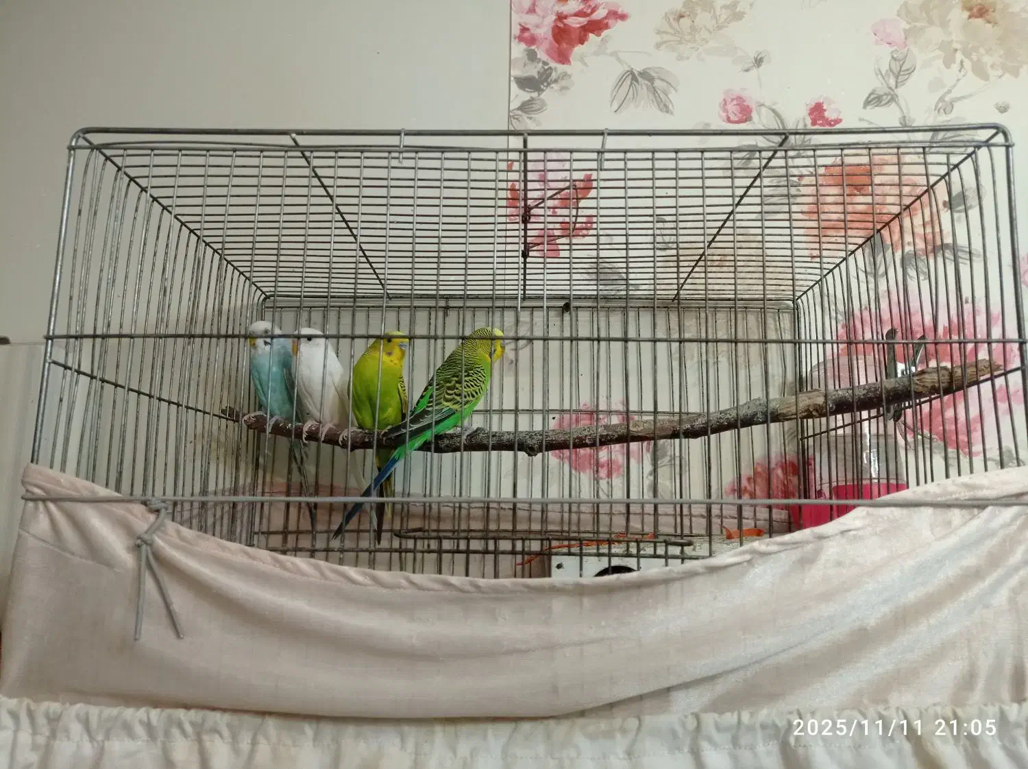 مرغ عشق بالغ|پرنده|قزوین, |دیوار