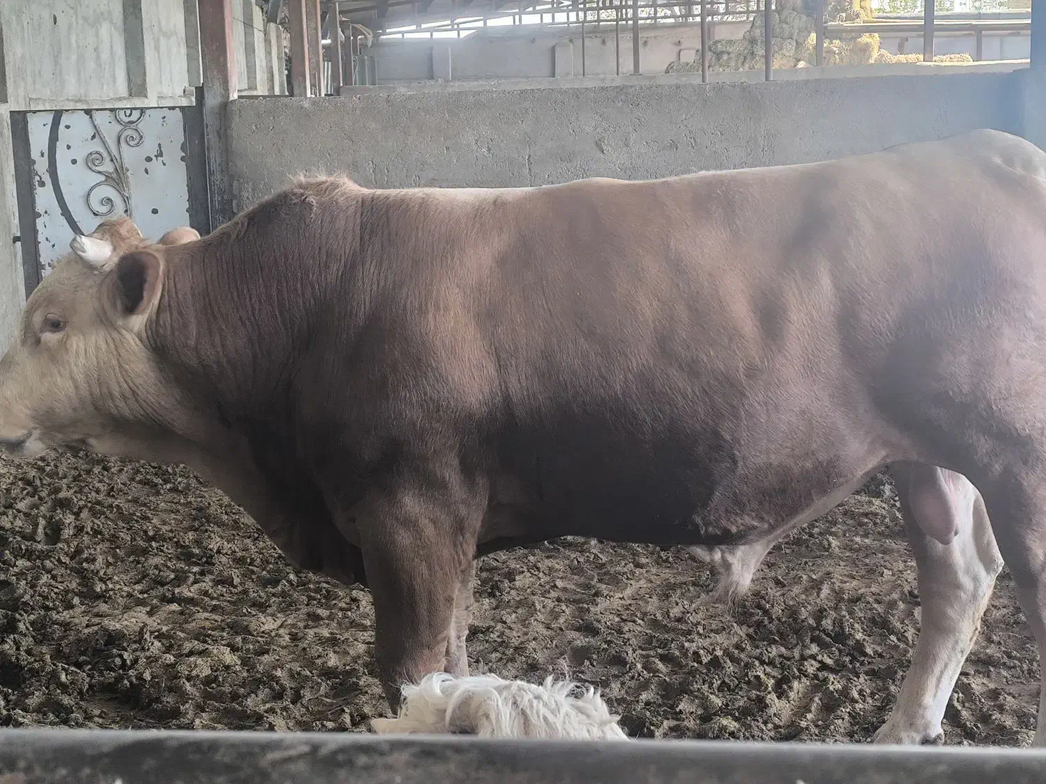 گاو|حیوانات مزرعه|پیشوا, |دیوار