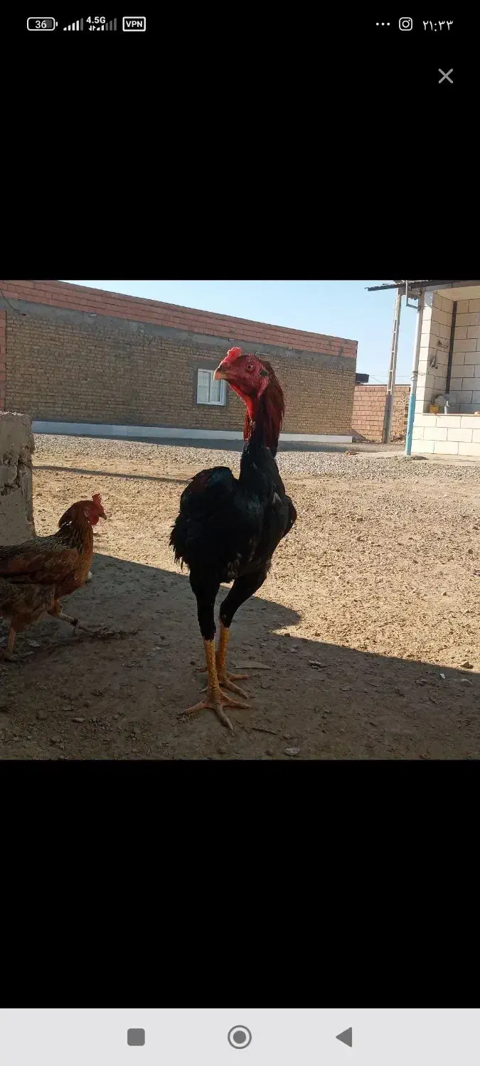 لاری جوان|حیوانات مزرعه|انبارآلوم, |دیوار