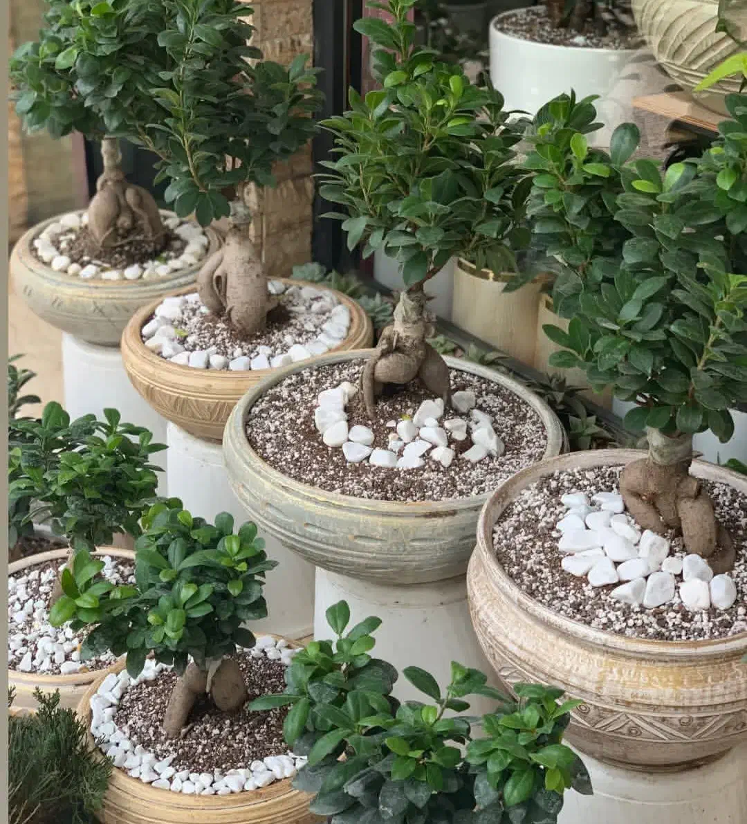 قرص کود گلدانی|گل و گیاه طبیعی|مینودشت, |دیوار