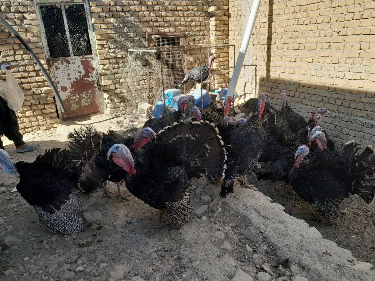 فروش بوغلمون محلی فروشی|حیوانات مزرعه|گیان, |دیوار