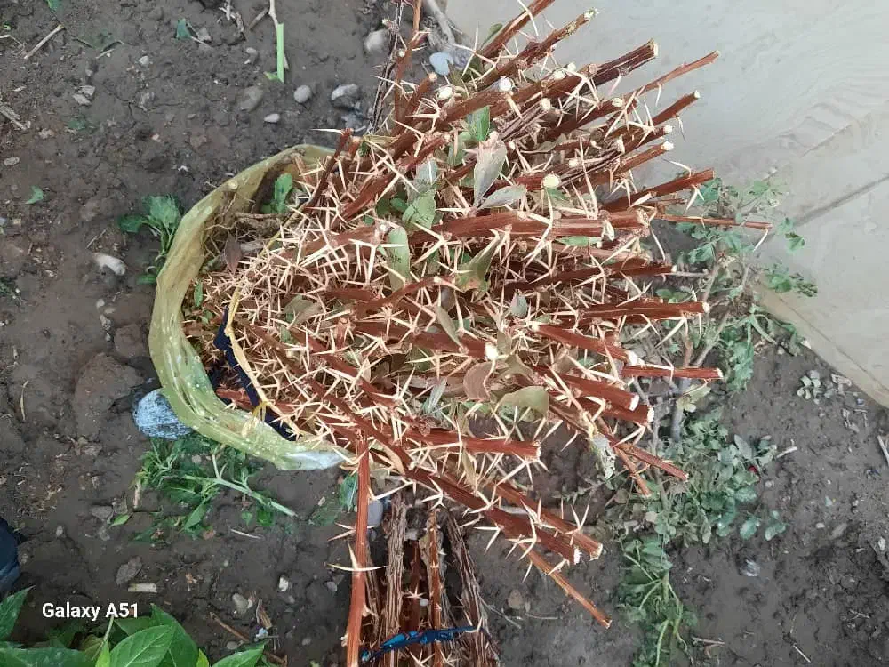 نهالستان زرشک سربیشه عناب سیوجان بیرجند|عمدهفروشی|مشهد, کوی پلیس|دیوار