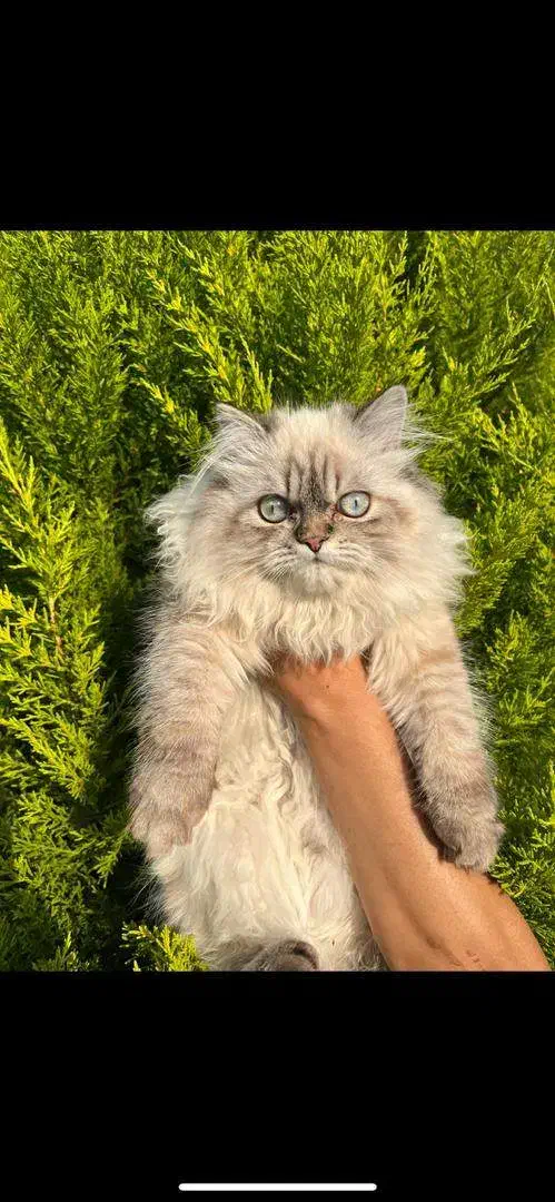 گربه نر پرشین چشم آبی|گربه|نور, |دیوار